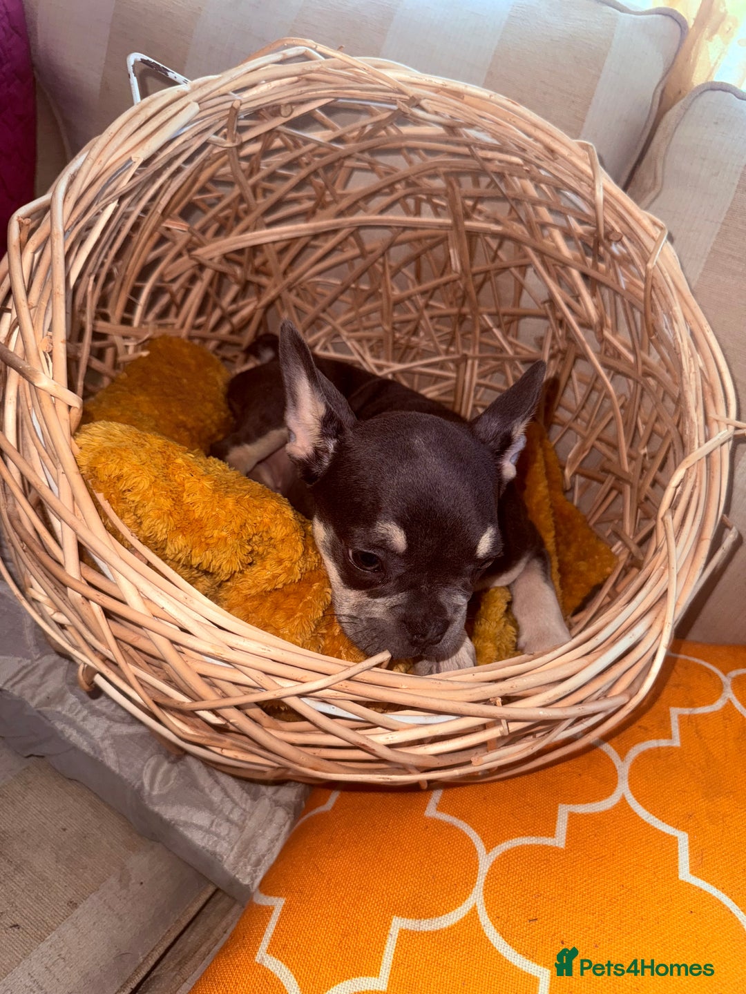 French Bulldog dogs for sale: Beautiful litter of French bulldog puppies  - Image 8