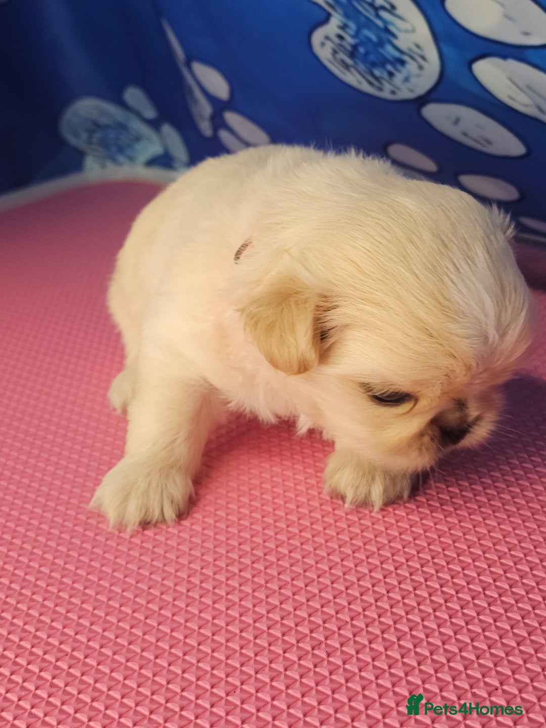 Shih Tzu dogs for sale: Pedigree smallest possible size Shih Tzu - Advert 13