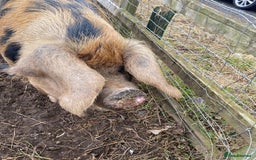 Pig livestock for sale: Lynda the pig for sale  - Image 1