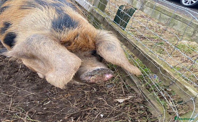 Pig livestock - Advert 1
