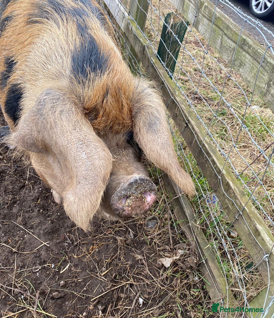 Pig livestock for sale: Lynda the pig for sale  - Image 1