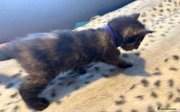 Mixed Breed cats for sale: Kittens for sale  - Image 18