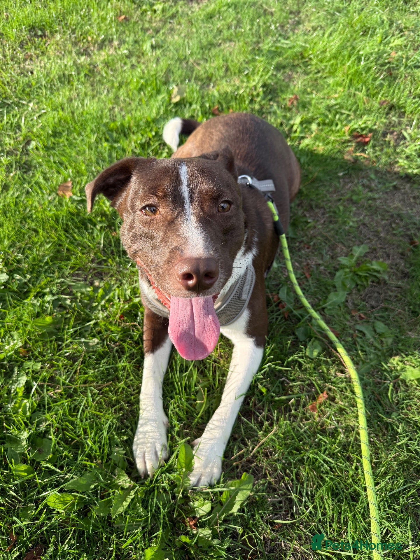 Mixed Breed dogs Puppy for sale - Advert 7
