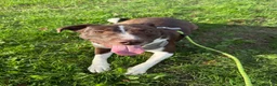 Mixed Breed dogs for sale: Puppy for sale in Peterborough - Advert 1