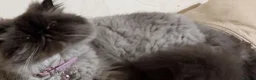 Persian cats for sale: Persian Himalayan Cat Seeking Forever Home - Advert 3