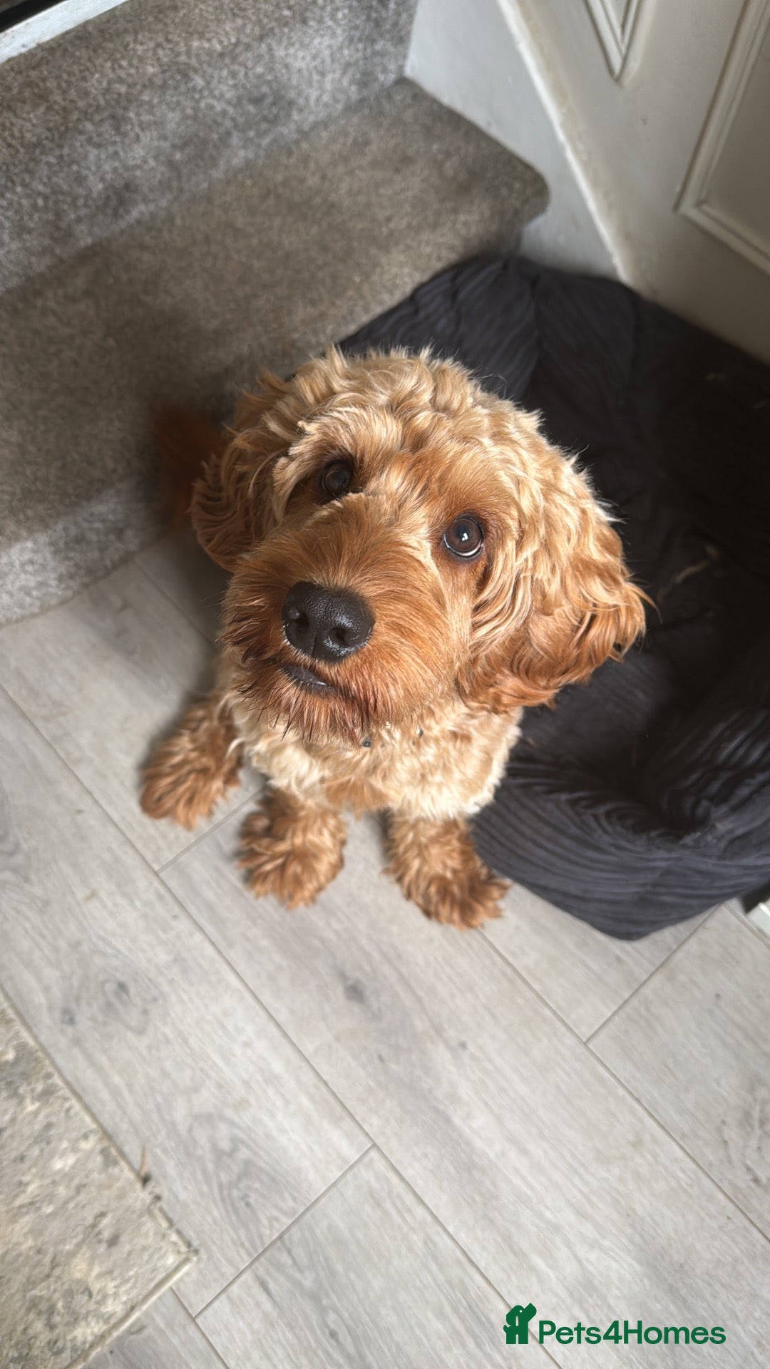 Cockapoo dogs F1 Red cockapoo - Advert 1