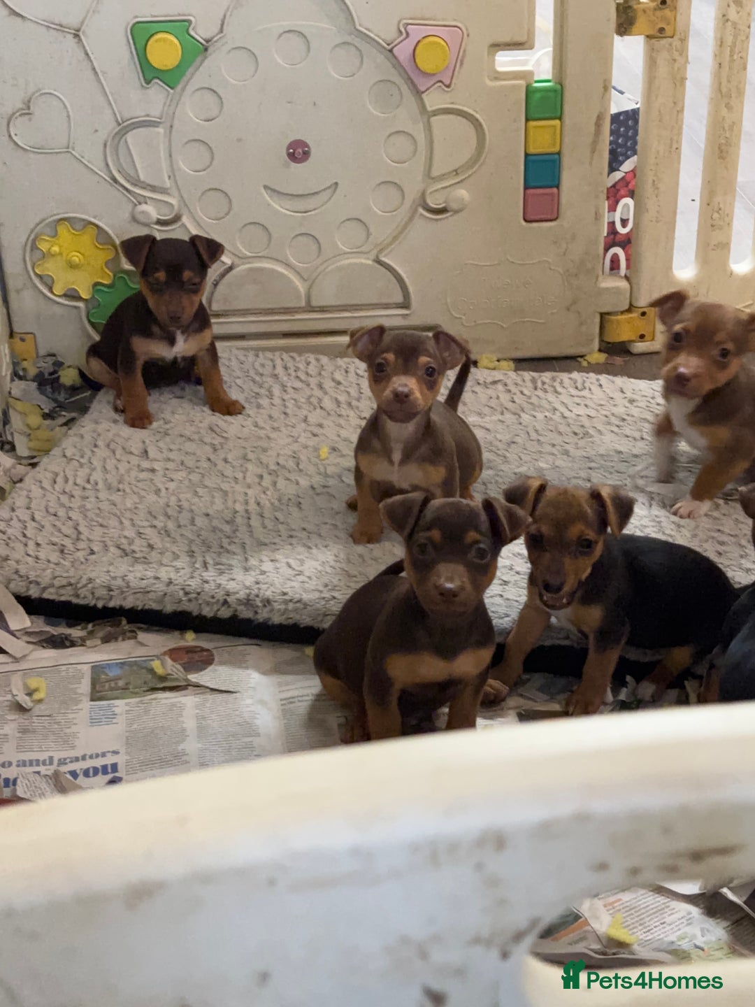 Jack Russell dogs for sale: Beautiful miniature pure Jack Russell’s  - Advert 8