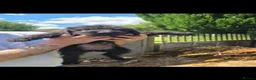Lurcher dogs for sale: Deerhound Greyhound Collie/Bedlington  - Advert 14
