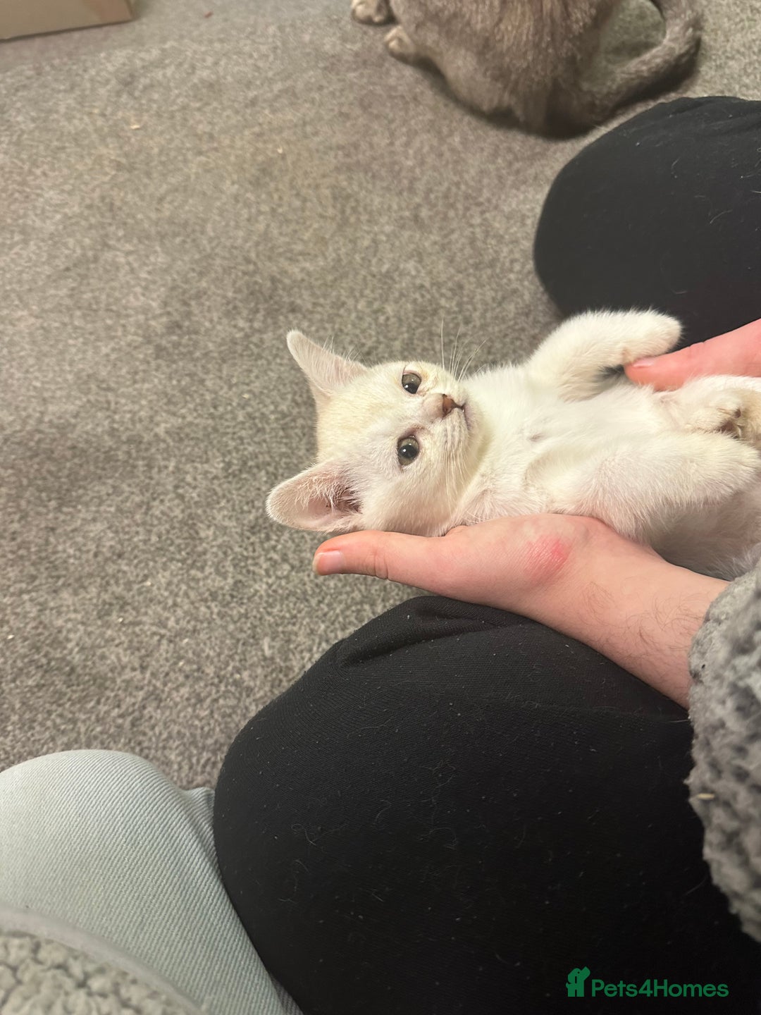 Burmese cats for sale: GCCF registered pedigree kittens  - Advert 17