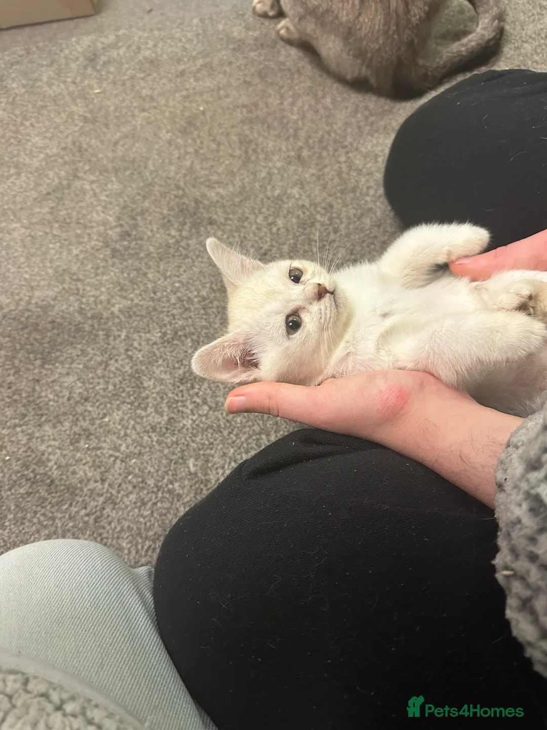 Burmese cats for sale: GCCF registered pedigree kittens  - Advert 17