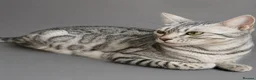 Bengal cats for sale: Bengal kittens - Advert 9