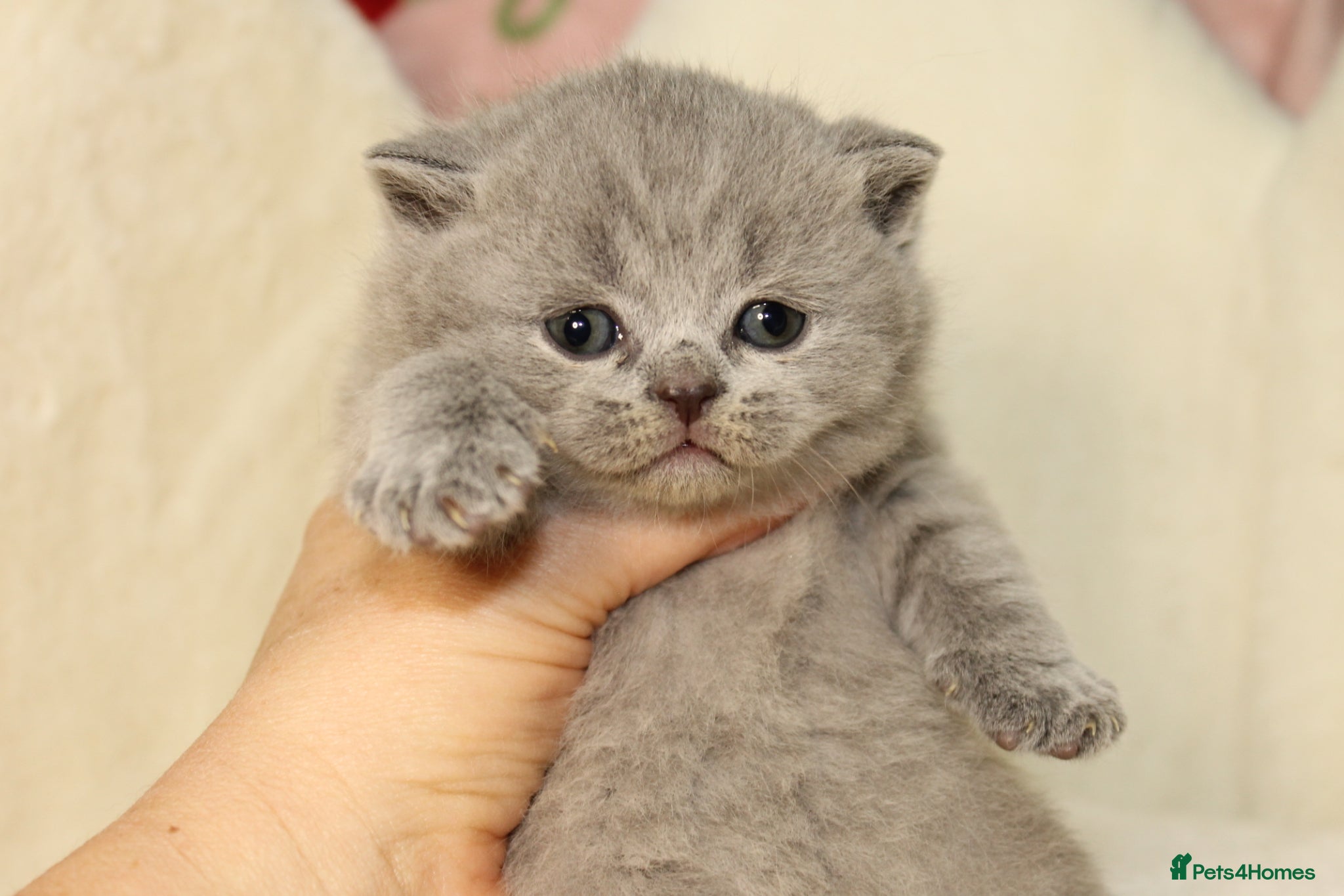 British Shorthair cats for sale: Gccf British Blue kittens  - Advert 6