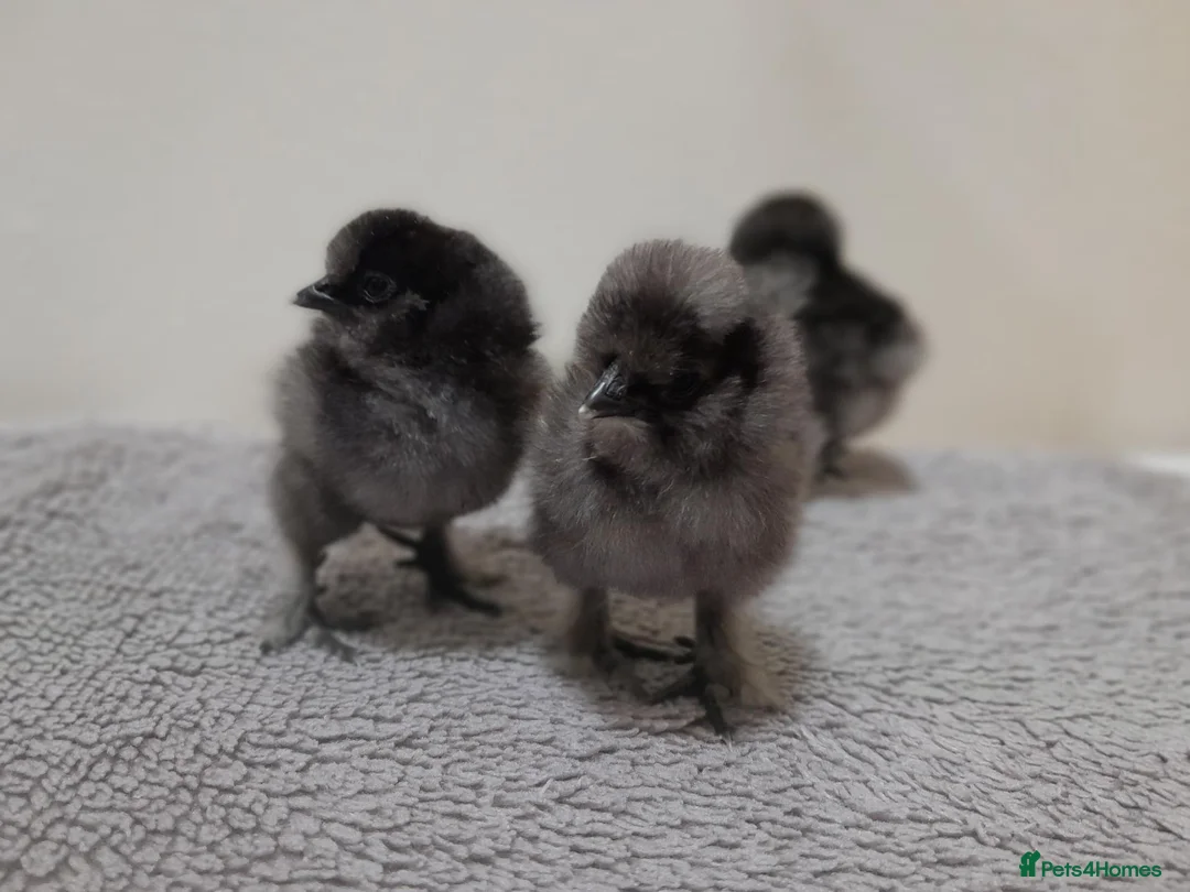 Chickens poultry for sale: 6 x Silkie Bantam Hatching Eggs - Advert 9