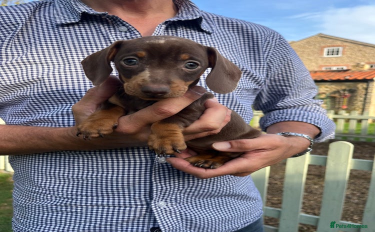 Miniature Dachshund dogs - Advert 10