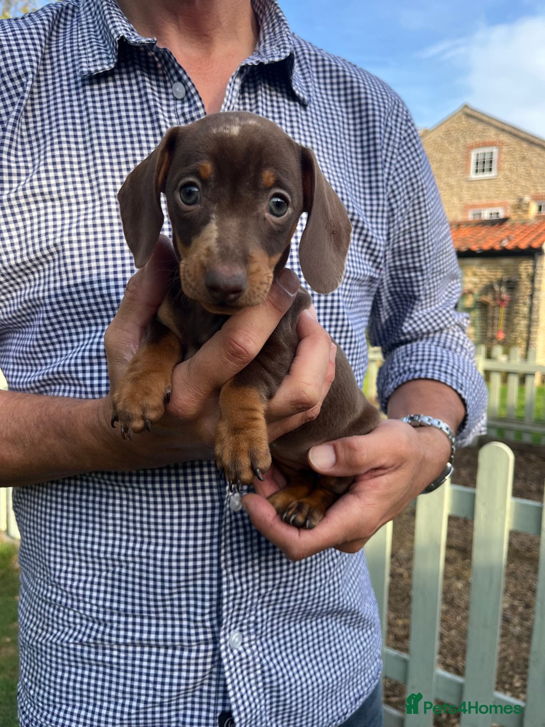 Miniature Dachshund dogs for sale: READY NOW Miniature Daschund Pups Dapples Piebalds - Image 7