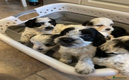 Mixed Breed dogs for sale: Cockapoo x Maltese (Maltipoo) - Image 11