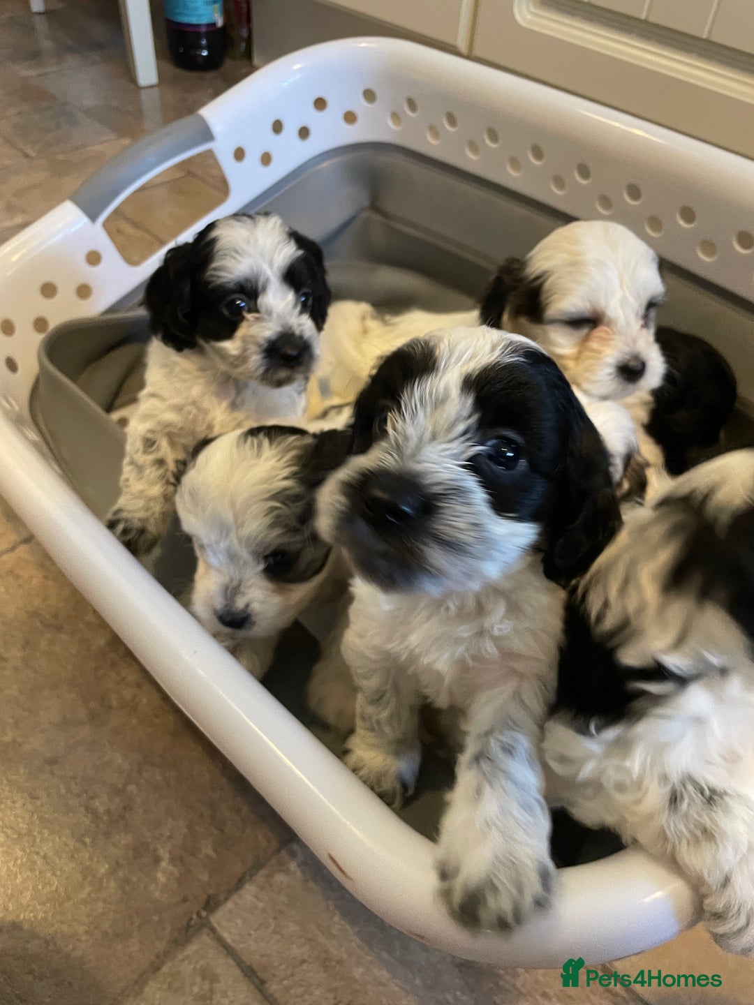 Mixed Breed dogs for sale: Cockapoo x Maltese (Maltipoo) - Image 11