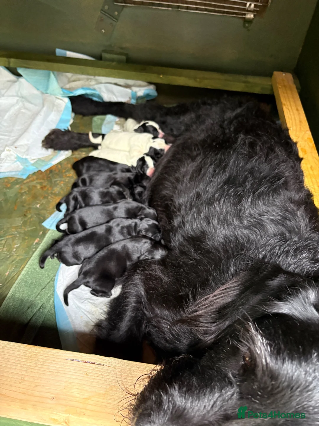 Mixed Breed dogs for sale: Wire hair pointer x lab - Advert 2