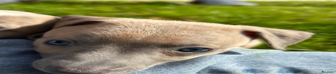 Whippet Puppy 4