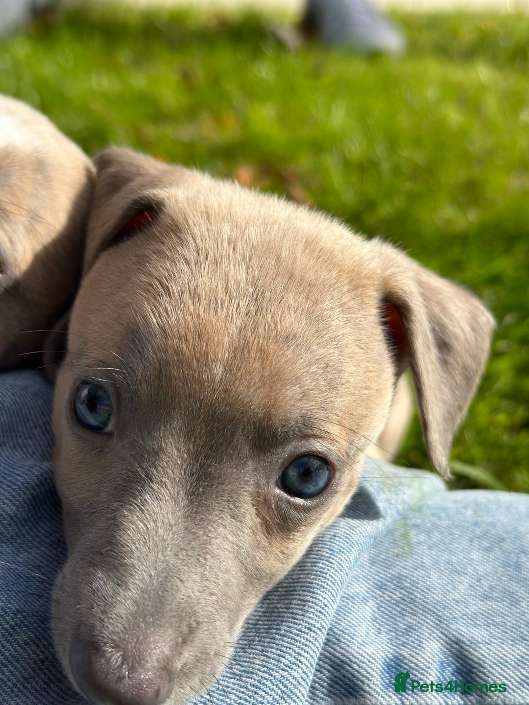 Whippet dogs for sale: READY NOW! STUNNING WHIPPET PUPPYS - Image 20