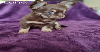 Chihuahua dogs - Advert 20