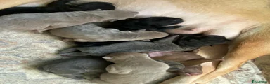 Shar Pei 7