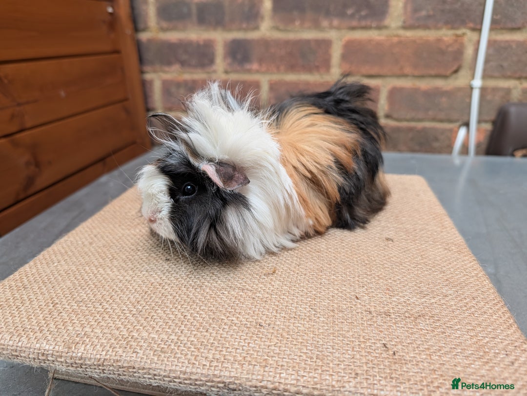 Guinea Pig rodents for sale: Longhaired Guinea Pigs- 2 sows, 1 boar - Image 2