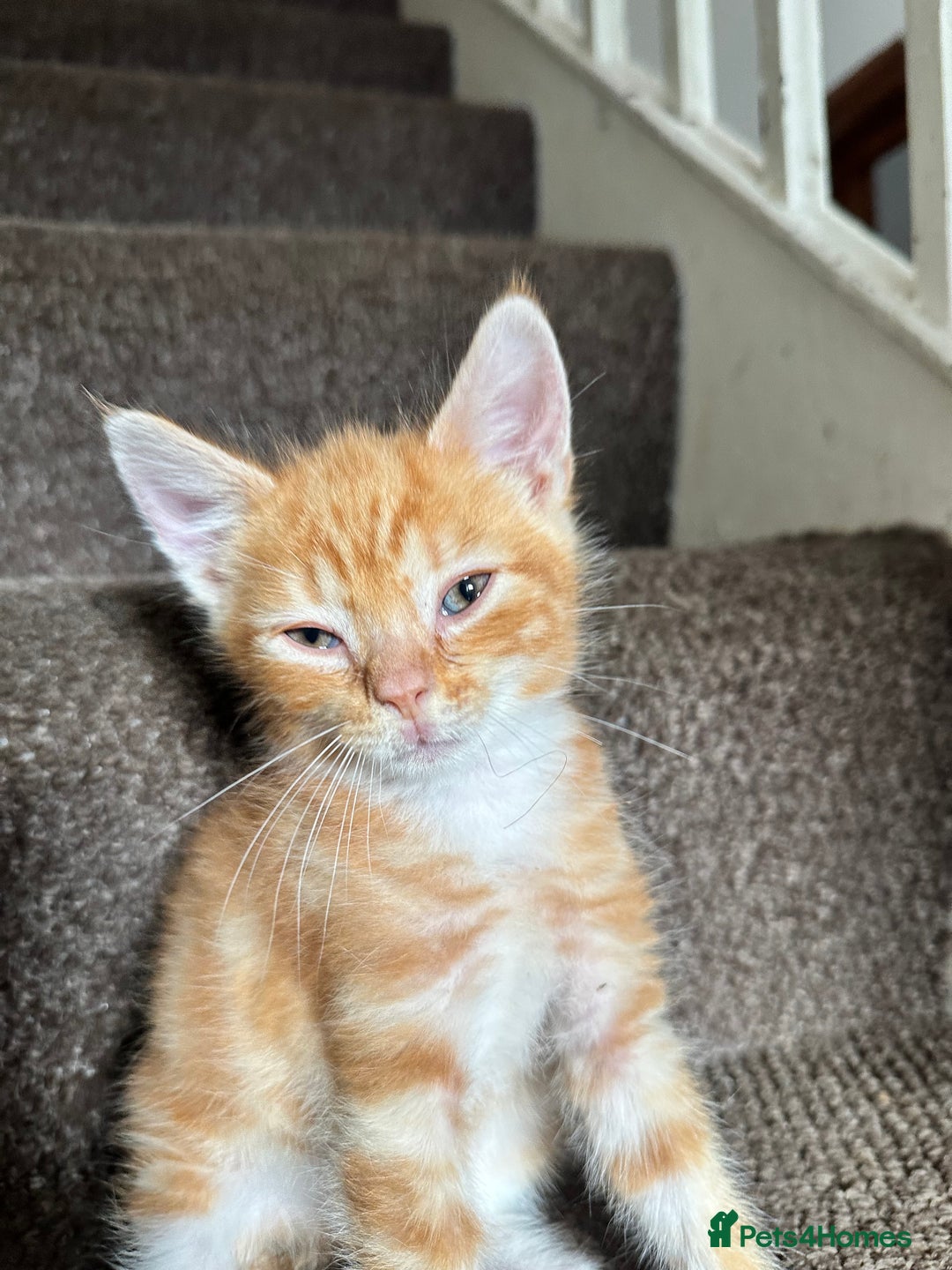 Mixed Breed cats for sale: Playful Kittens 🐾 (Please Read Description) - Image 17