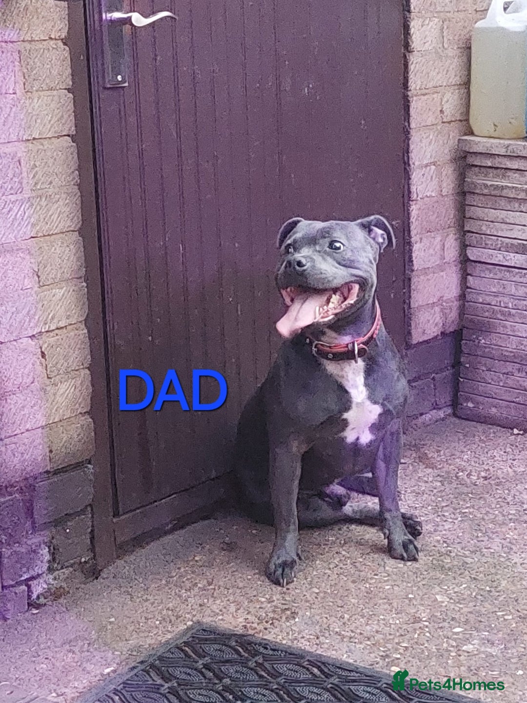 Staffordshire Bull Terrier dogs for sale: Beautiful Staffy's puppies - Advert 3