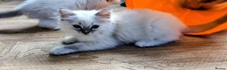 Ragdoll cats for sale: Ready for New Homes. Tortie and tabby ragdolls - Advert 13