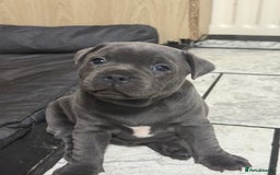 Staffordshire Bull Terrier dogs for sale: Blue Staff pups - Image 4