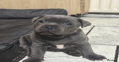 Staffordshire Bull Terrier dogs - Advert 3