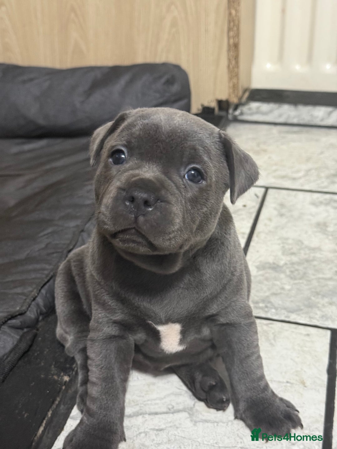 Staffordshire Bull Terrier dogs for sale: Blue Staff pups - Image 4