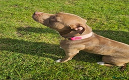 Mixed Breed dogs for sale: Very special extra small Bully type.  - Image 5