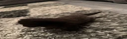 Domestic Shorthair cats for sale: 1 female & 1 male domestic shorthair kittens  - Advert 9