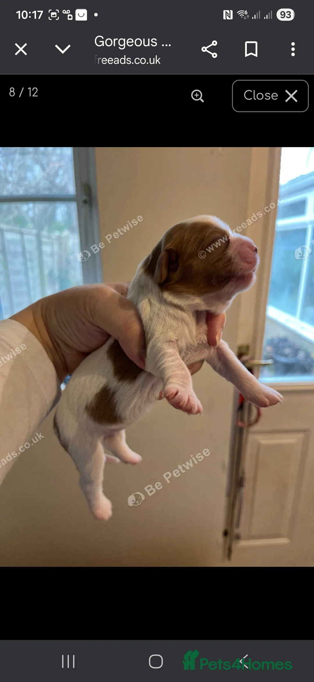 Cavalier King Charles Spaniel dogs for sale: King Charles puppies for sale 3 boys and 2 girls.  - Advert 5