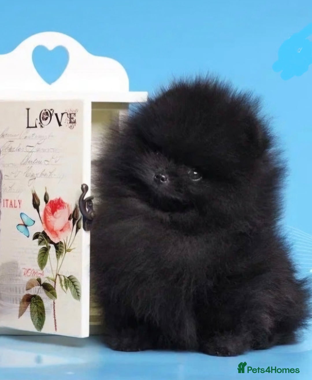 Pomeranian dogs for sale: Pomeranian 1 boy left 🤍 40+🏆lines - Advert 10