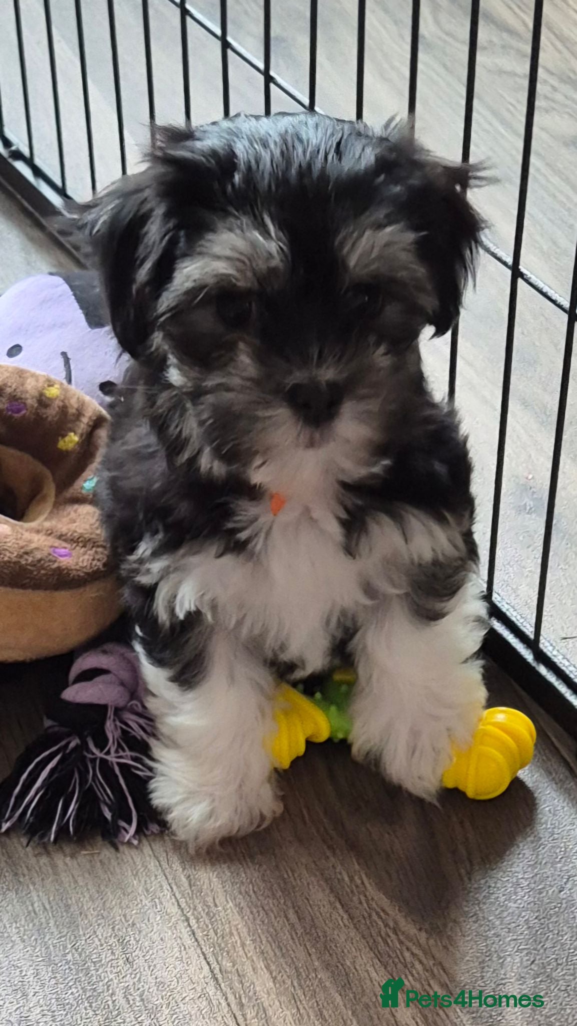 Maltese dogs Maltese/Havanese Puppies  - Advert 1