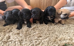 Yorkiepoo dogs for sale: Yorkiepoos - Image 21