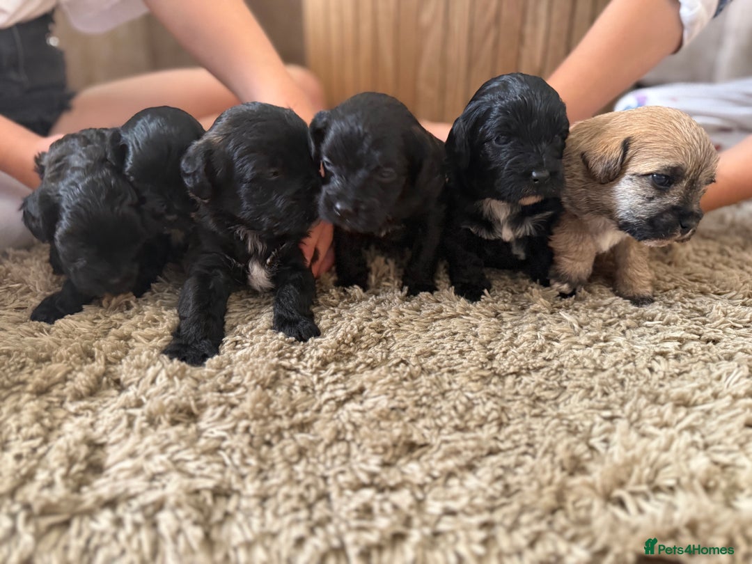 Yorkiepoo dogs for sale: Yorkiepoos - Image 21