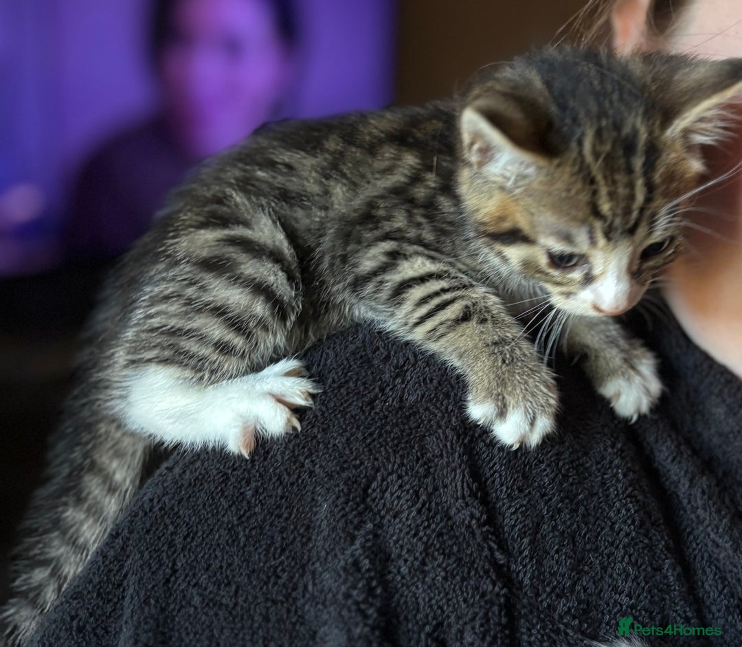 Siberian cats for sale: Beautiful Siberian/Norwegian mix kittens - Image 6