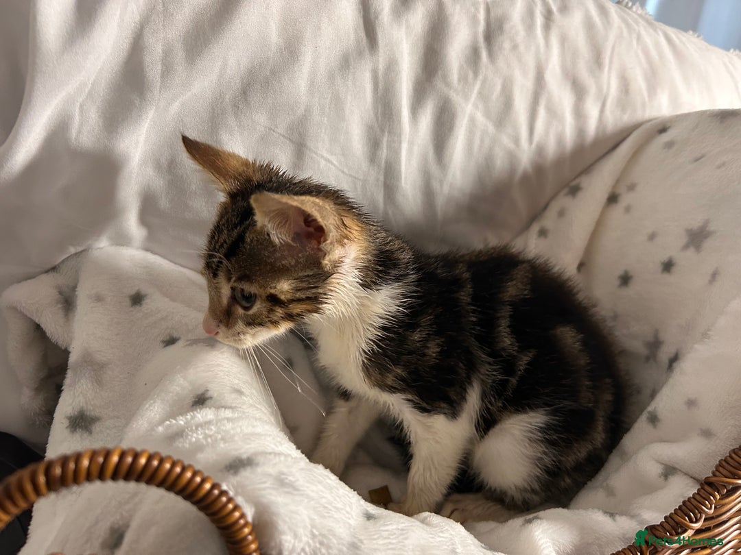 Bengal cats for sale: Bengal kittens ready now - Image 17