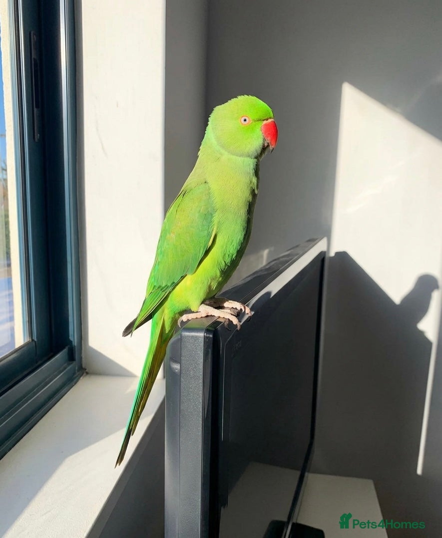 Parrots birds Baby ring neck talking parrot  - Advert 2