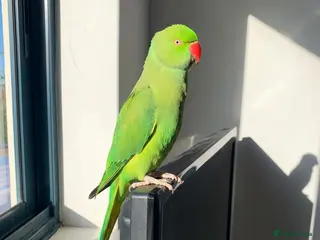 Parrots birds Baby ring neck talking parrot - Advert 2