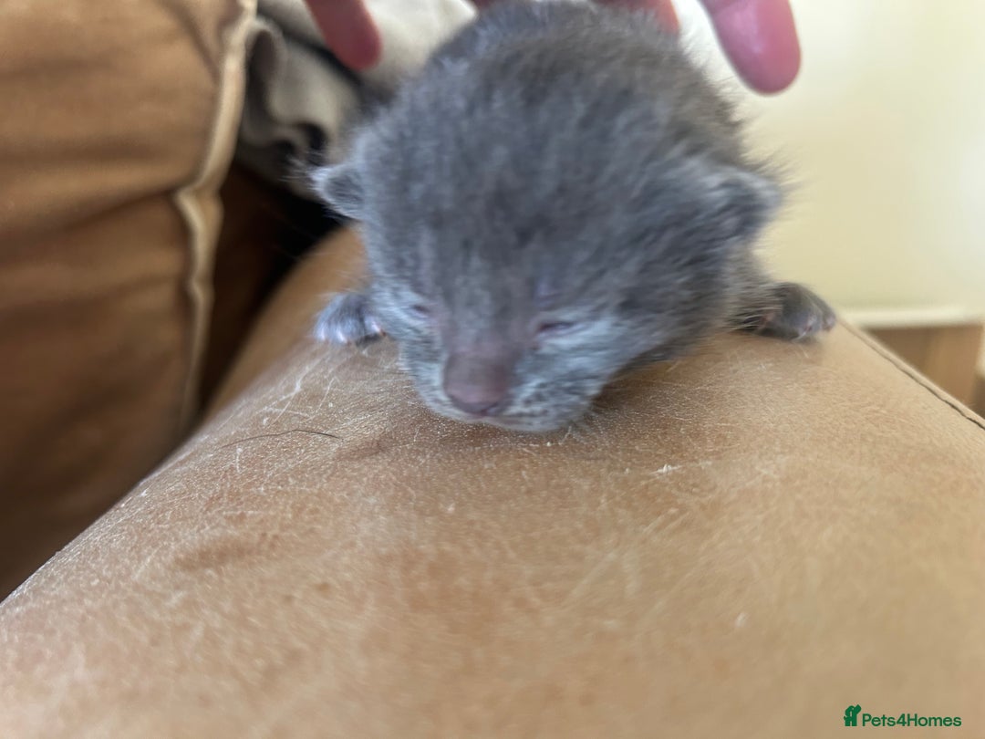 Mixed Breed cats for sale: Mixed litter - Advert 3