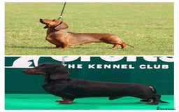 Miniature Dachshund dogs for sale: Outstanding Litter KC Reg Health Tested Parents - Image 2