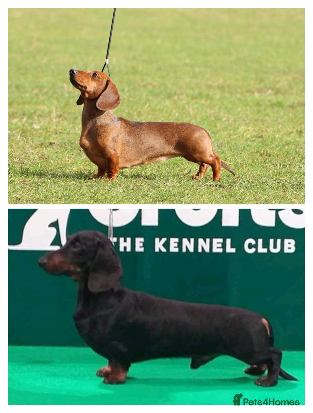 Miniature Dachshund dogs for sale: Outstanding Litter KC Reg Health Tested Parents - Image 2