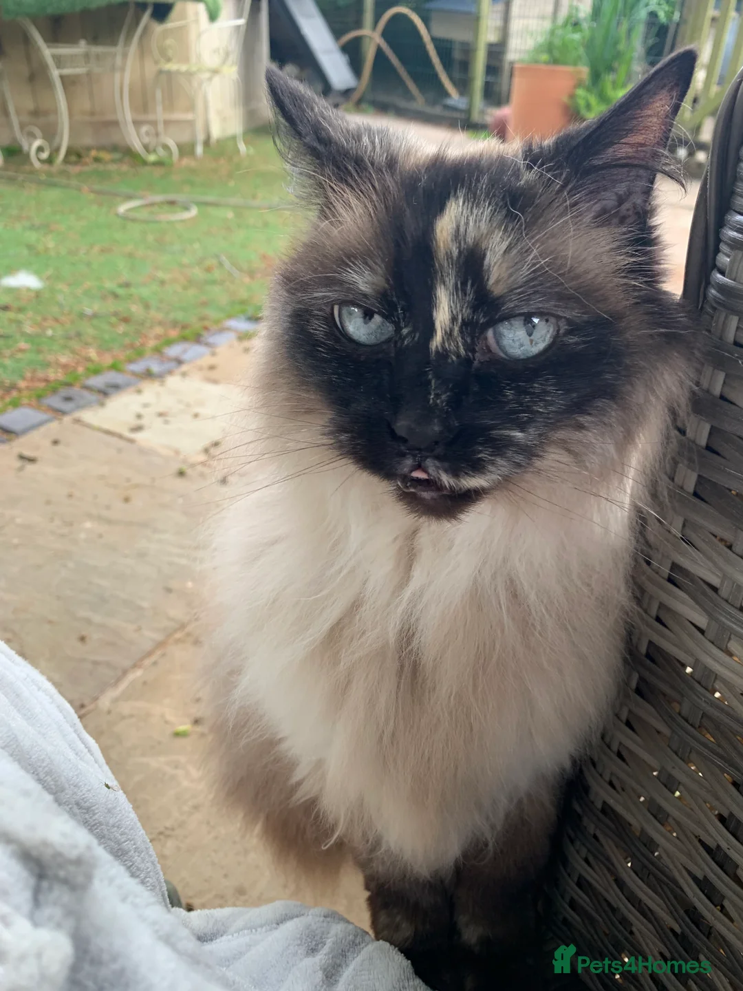 Ragdoll cats for sale: Ragdoll needs a lap.  in Kettering - Advert 3