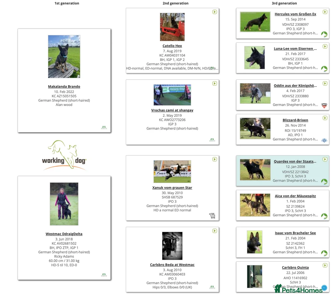 German Shepherd dogs for stud: Dark Sable German Shepherd for Stud in Monmouth - Advert 7