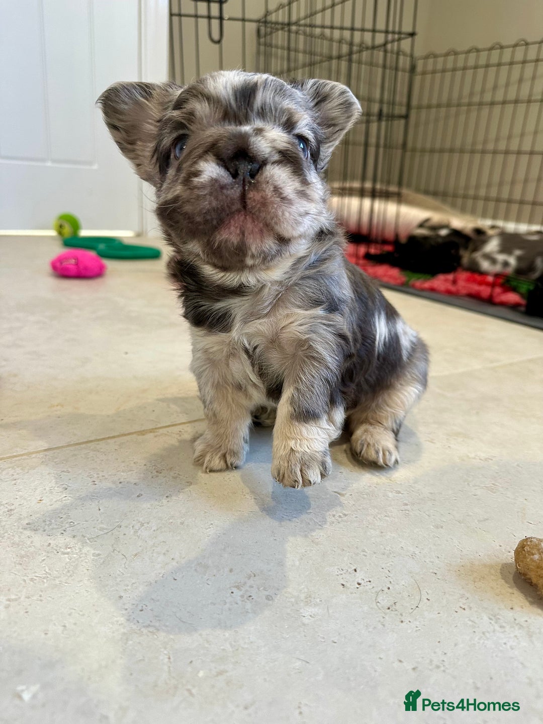 French Bulldog dogs for sale: Visual Fluffy French Bulldogs x 4 Male - Advert 13